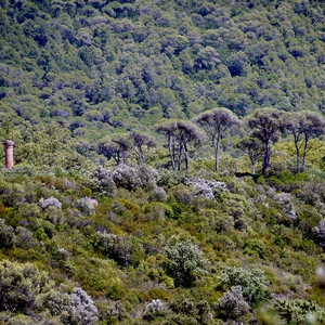 Maquis duquel dépasse une cheminée et une rangée de pins - France  - collection de photos clin d'oeil, catégorie paysages